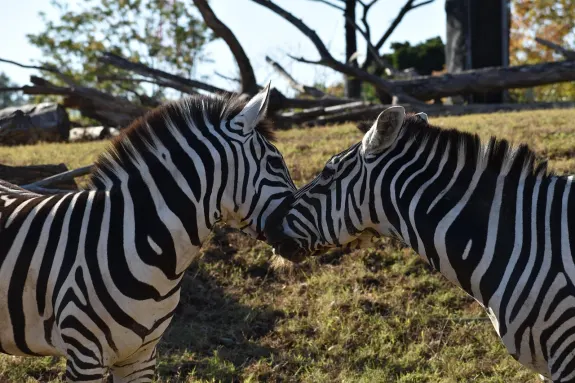 SlotsVentura Kasyno Wsparcie